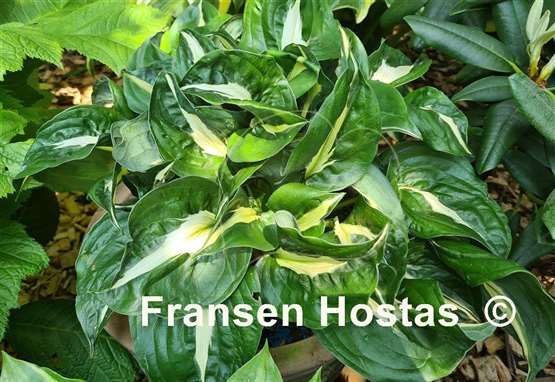 Hosta Twister